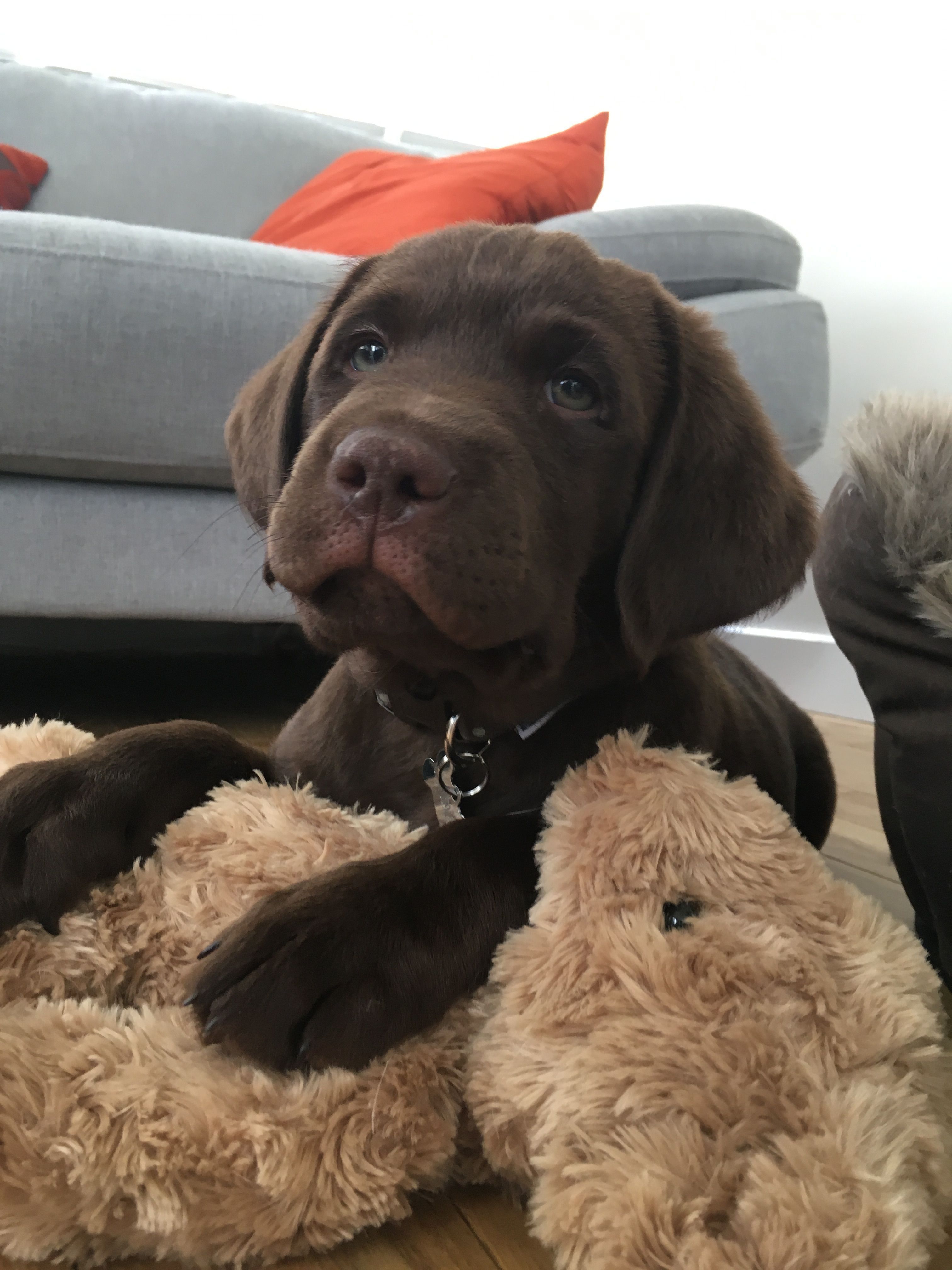 New Snap Shots Labrador Retriever dog Ideas Do you merely desired a brand new Labrador Retriever in to your own home? Do you think you're great deal of th... #dog #Ideas #Labrador Puppy Safe, Lab Puppy, Labrador Puppy, Black Labrador, Black Labs, Labrador Food, Labrador Retrievers, Retriever Puppy, Golden Retrievers