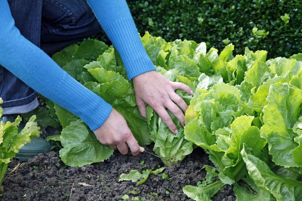 Bis Wann Salat Pflanzen Ein großer Vorteil des Friséesalats ist, dass er bis in den Herbst