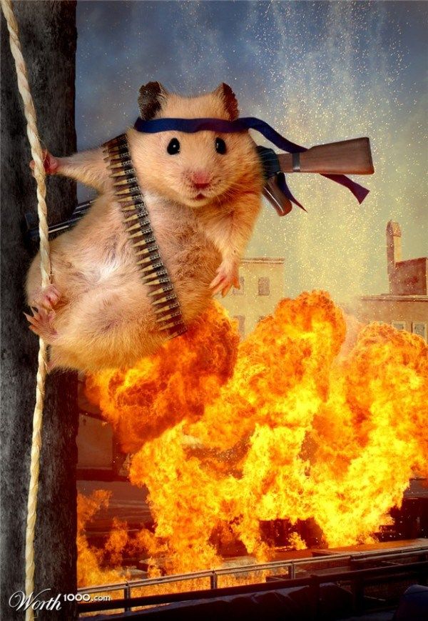 funny animal Cute Animal Memes, Cute Animal Photos, Cute Memes, Funny Animal Pictures, Cute Funny Animals, Gif Pictures, Funny Hamsters, Cute Rats, Cute Little Animals