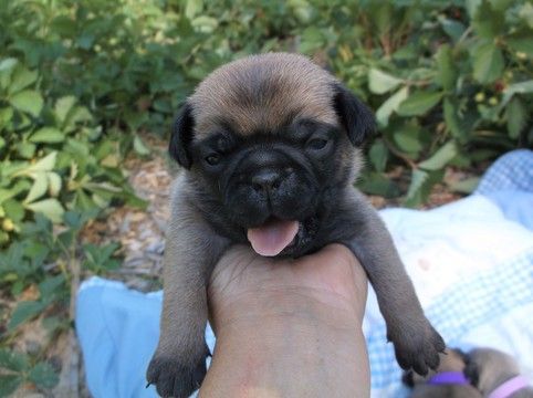 Litter Of 2 Pug Puppies For Sale In Trout Creek Mt Adn 41746 On
