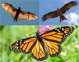 8 Uncanny Examples Of Convergent Evolution Convergent Evolution