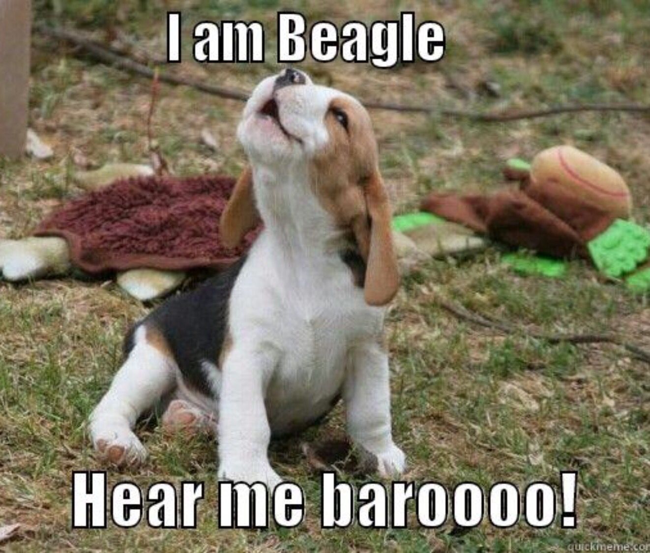 Get A Beagle They Said It Ll Be Fun They Said It Totally Was