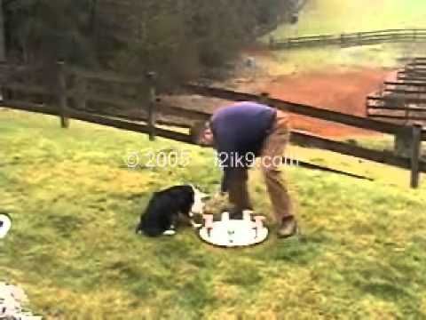 Steve White Training Scent Work Using Clicker Training Youtube