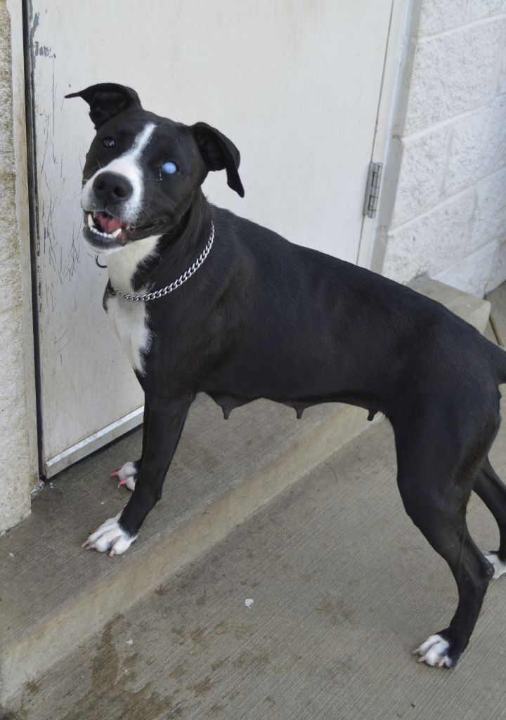 b4e103a4c0834b01ccae9d203a074d77 - Free Puppies In Newark Ohio References free puppies in newark ohio