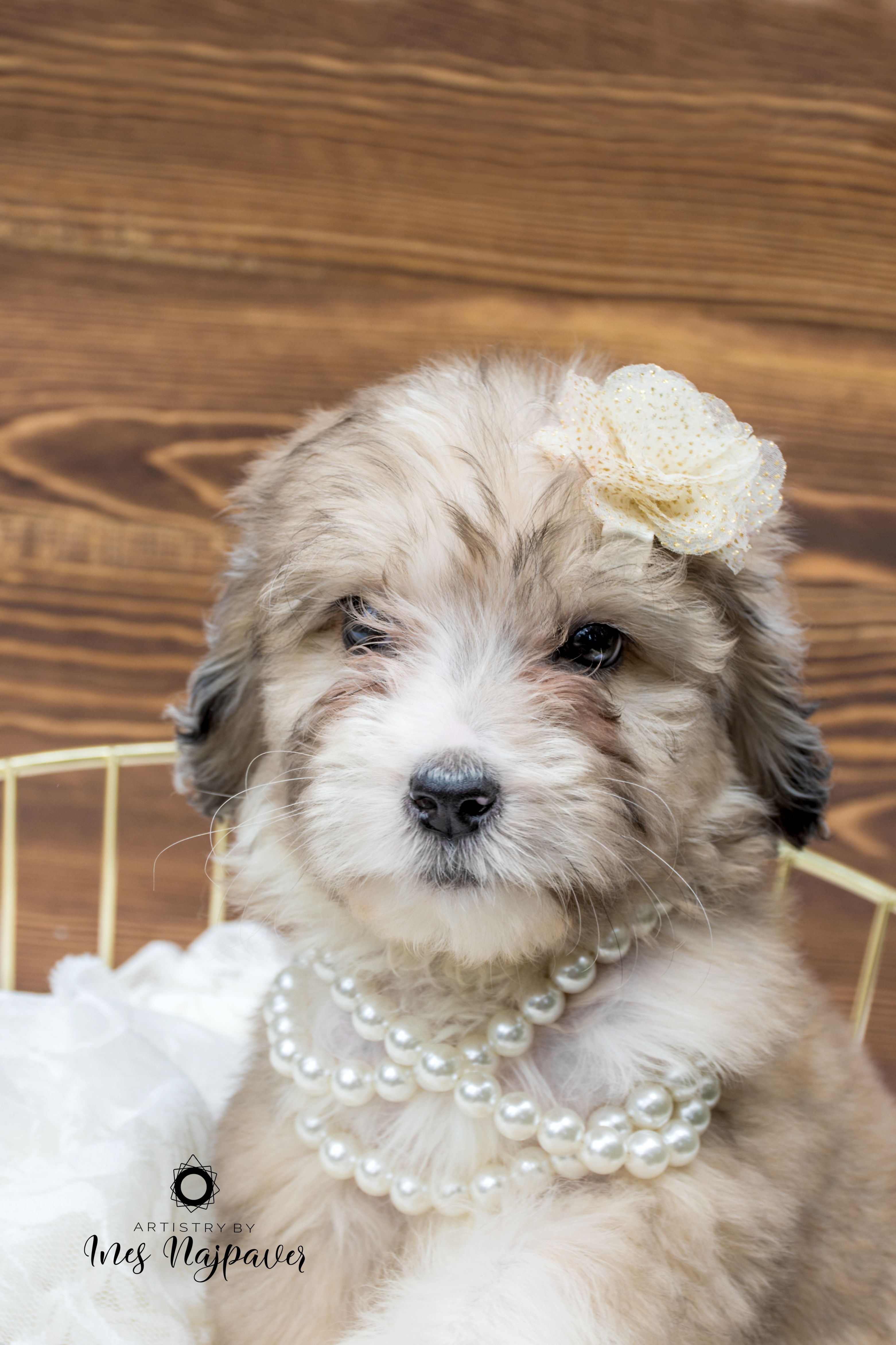 Female Red Merle Aussiedoodle Puppy Aussiedoodle Puppies New