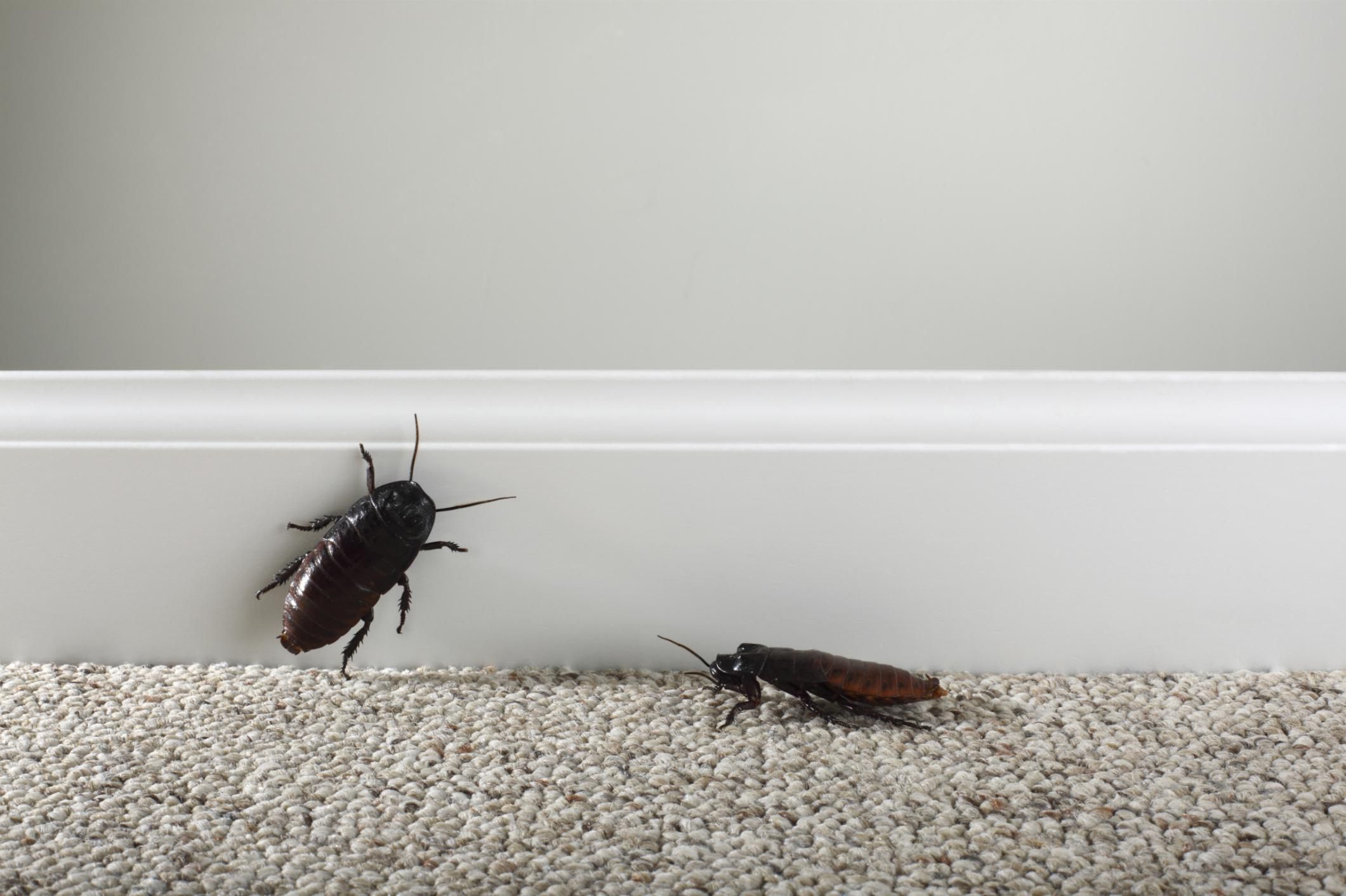 What Are These Tiny Black Bugs In My House Brown Bugs Tiny Beetles Carpet Bugs