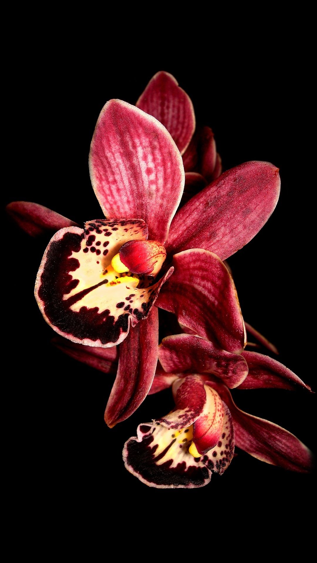 Black Swan Black And White Flowers Orchid Photography Black And White Wallpaper