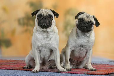 The Pug Is A Small Dog With A Big Personality Pugs Dogs Free