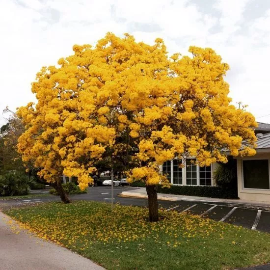 Lapacho amarillo / Roble amarillo | Arboles para jardin, Arbol con flores amarillas, Árboles en flor