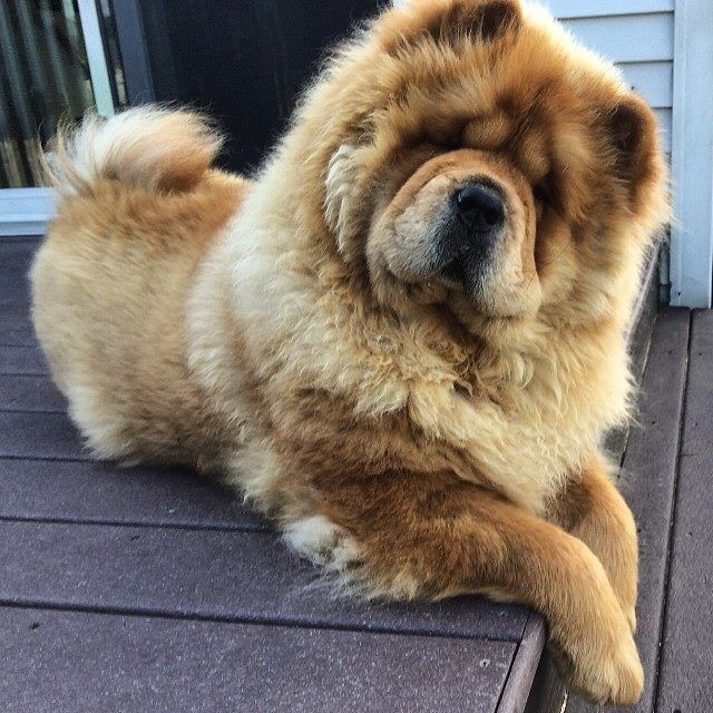 I Need This Fury Dog Chow Chow Dogs Chow Chow Cute Dogs Breeds
