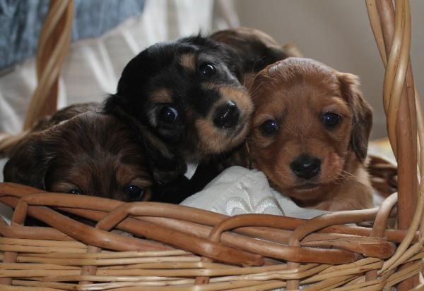 Mini Dachshund Puppies For Sale Black Tan Doxie Breeder Short Hair