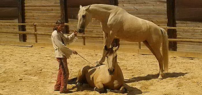Doma India Suances Cantabria Espectáculo Ecuestre Cantabria Rutas A Caballo Doma Natural Suances Cantabria