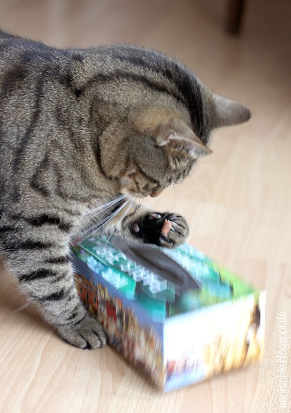 Spiele FГјr Katzen Online Spiele FГјr Katzen Online