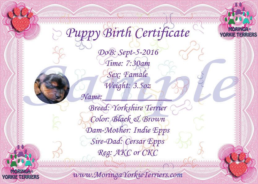 Female Yorkie Terrier Birth certificate Yorkie Birth Certificates - copy california long form birth certificate Female Yorkie Terrier Birth certificate Yorkie Birth Certificates - copy california long form birth certificate
