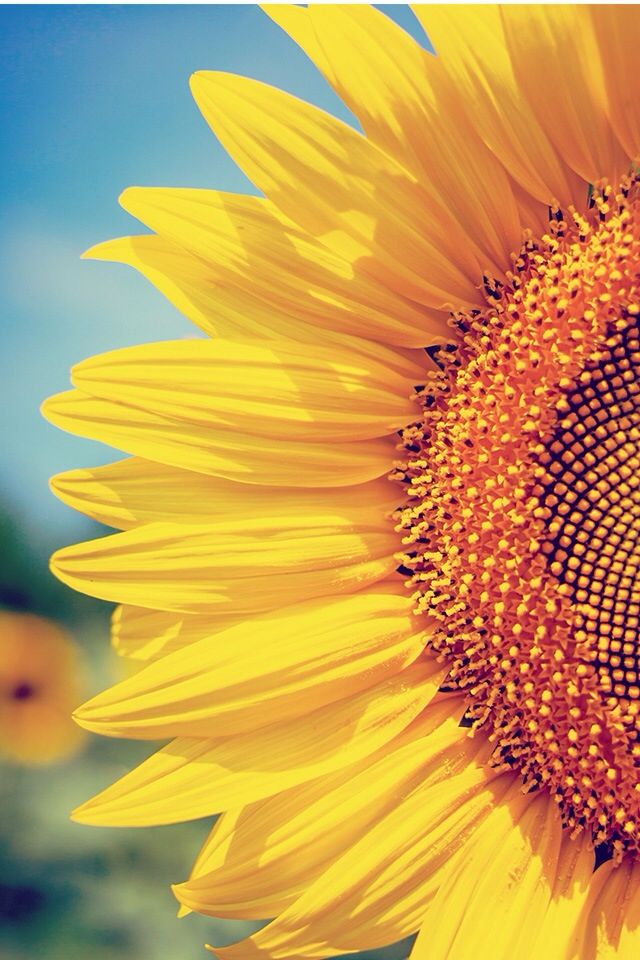 pics Iphone Fond Ecran Tournesol tournesol paysage jaune fond d ecran