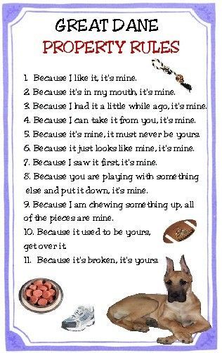 Pin By Katchin On Mostly Great Danes Pets Quotes Pomeranian
