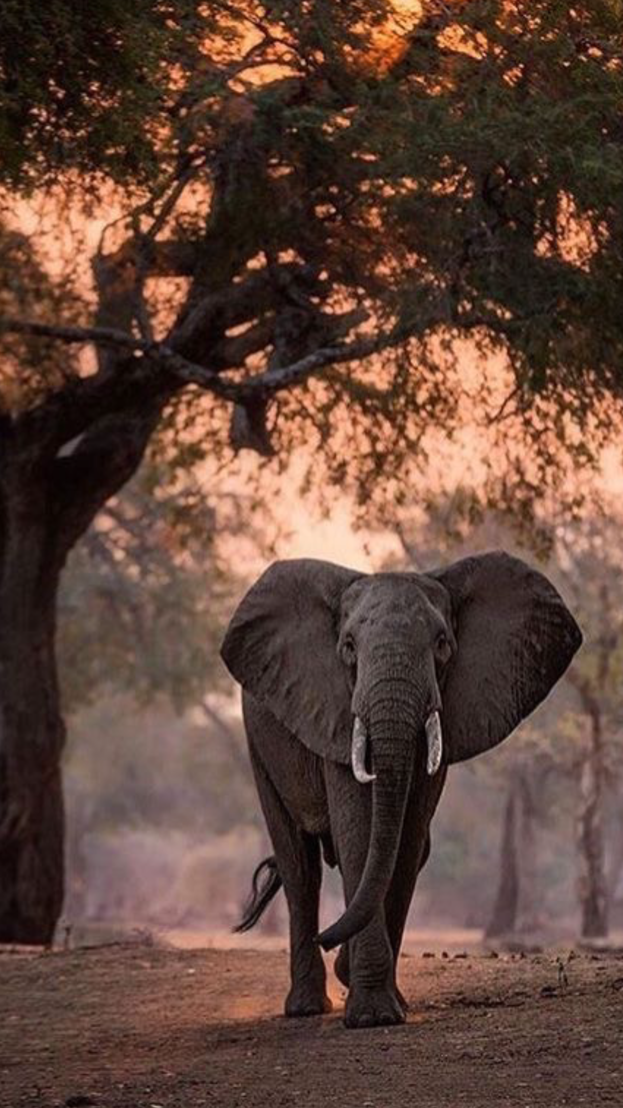 Pin De Uli Voss En Elephant Fotos De Elefantes Fotografia De Elefante Fondo De Elefante