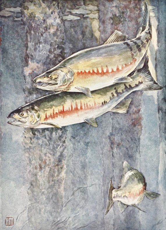 Salmon Print Fish Vintage Art Lake House Decor Home Salmon Print Fish Vintage Art Lake House Decor Home Office Wall No 290 On Etsy 10 94 Aud