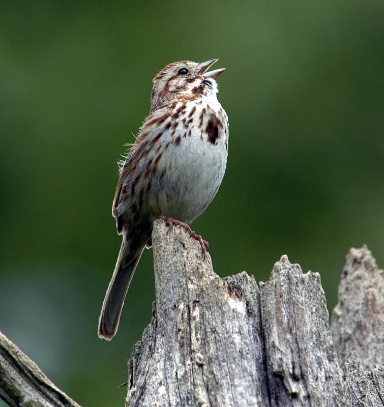 Song Sparrow Song sparrow, Sparrow bird, Beautiful birds