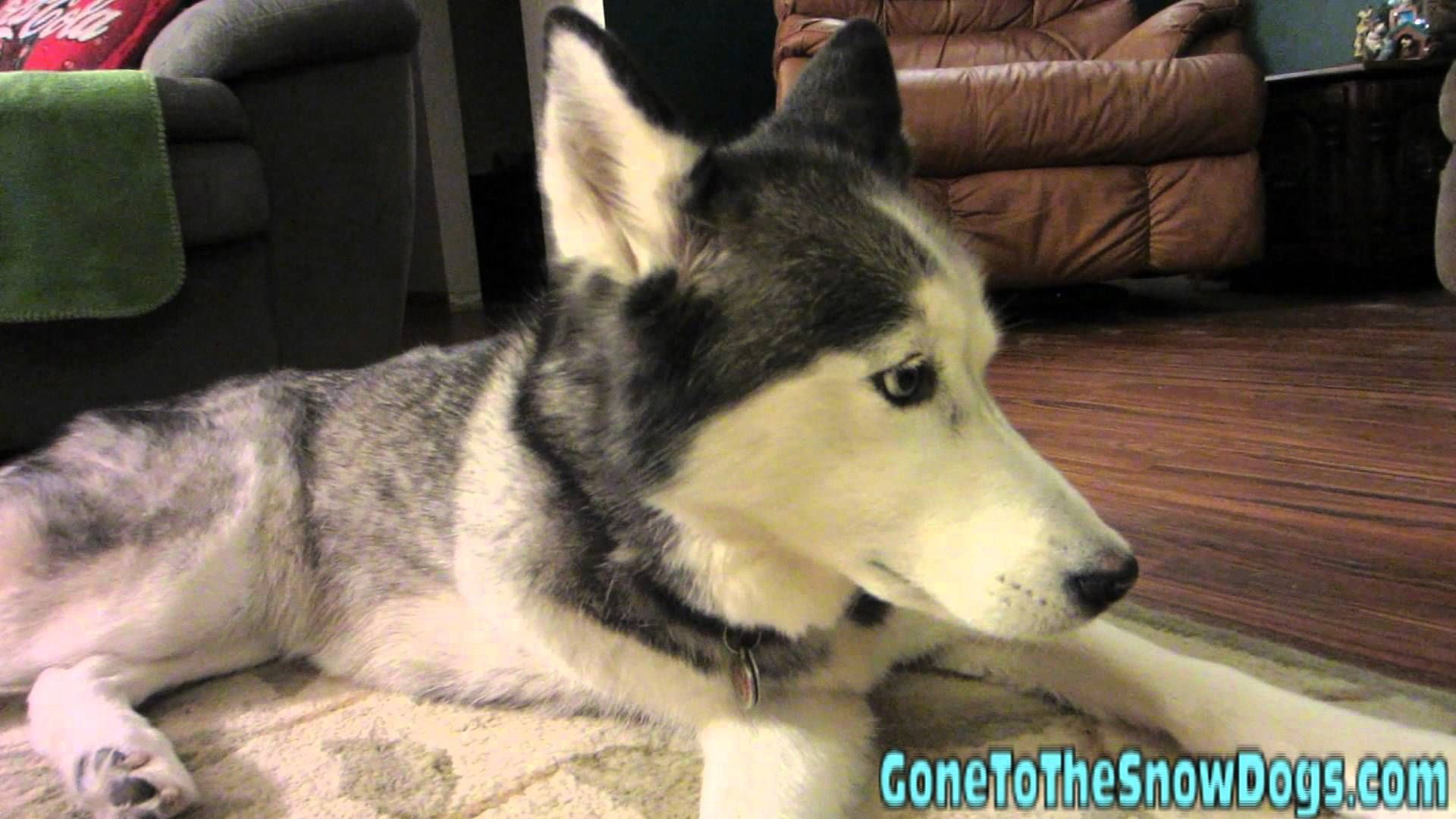 Raw Food Diet For Your Dog Show Me Your Teeth Fan Friday 32