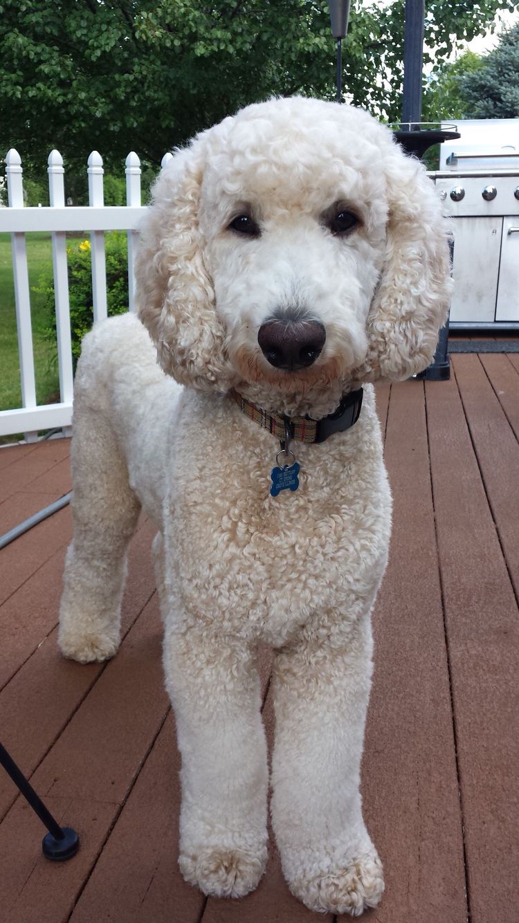 Standard White Poodle With Images Poodle Puppy