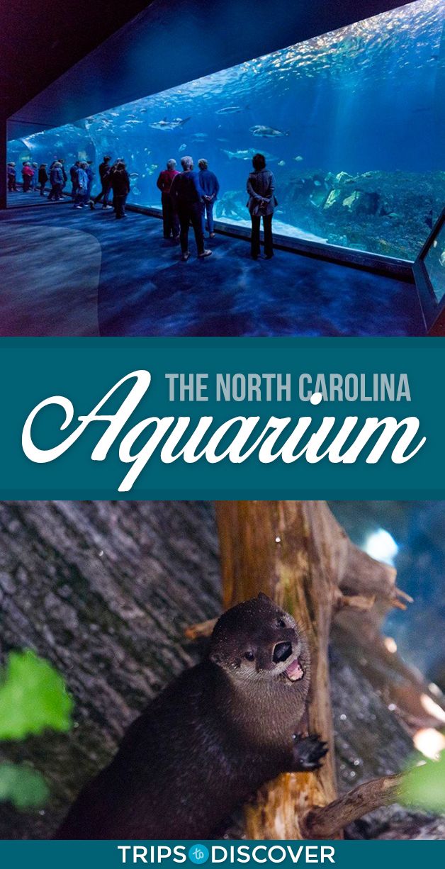 The North Carolina Aquarium Has 4 Must-See Locations Statewide ... - B533cff5833fDa01c3ee3636D1fe50b9