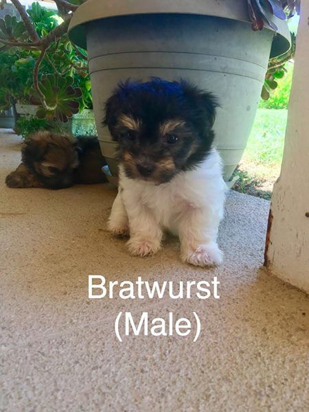 Litter Of 4 Havanese Puppies For Sale In Temecula Ca Adn 40715