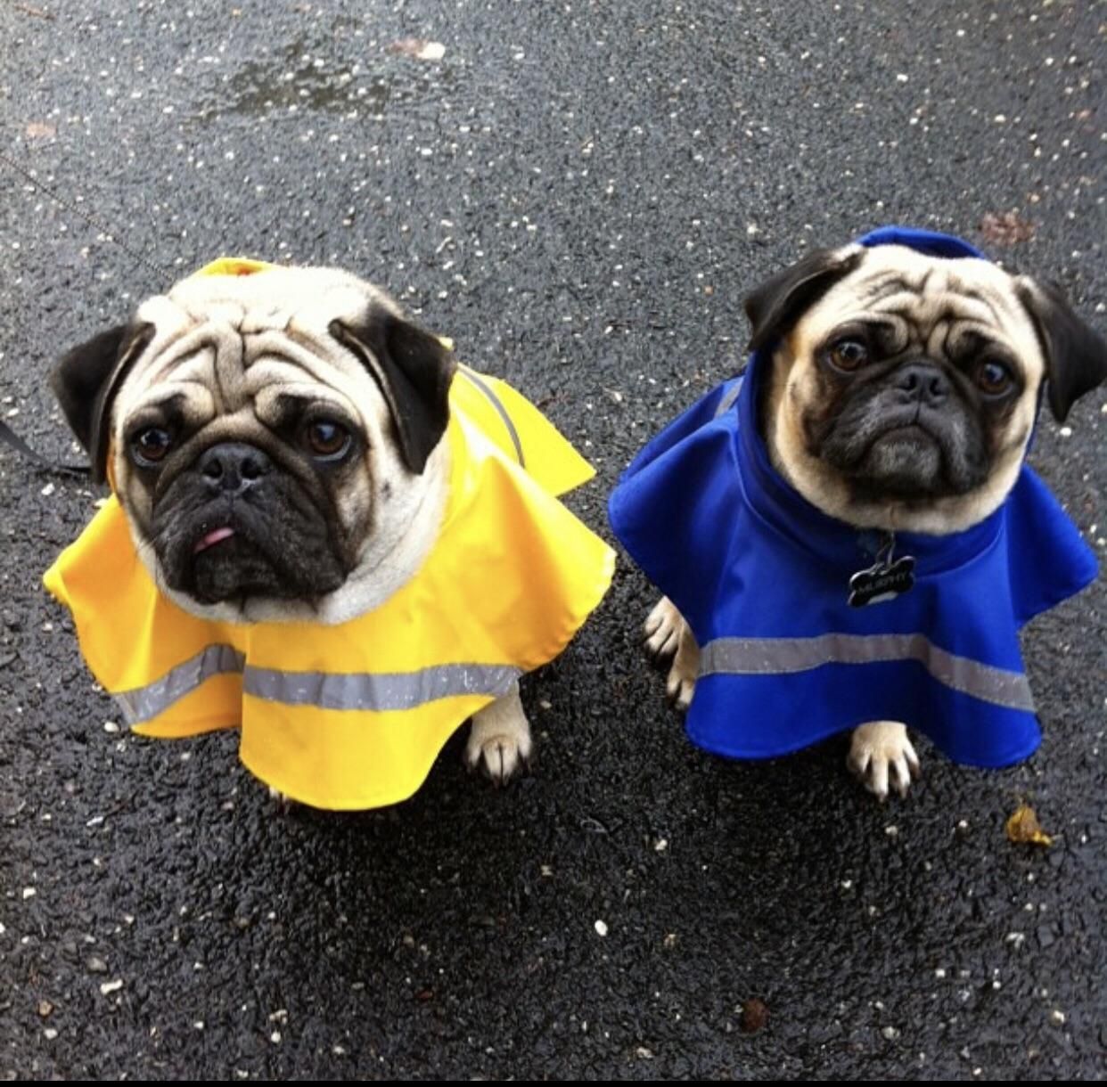 My 2 Pugs In Their Raincoats Https Ift Tt 2qqfu3s French