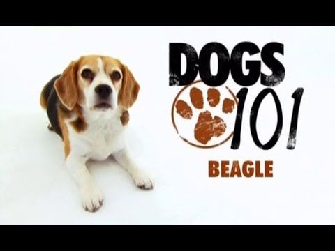 Dogs 101 Beagle Youtube Dogs 101 Beagle Dogs