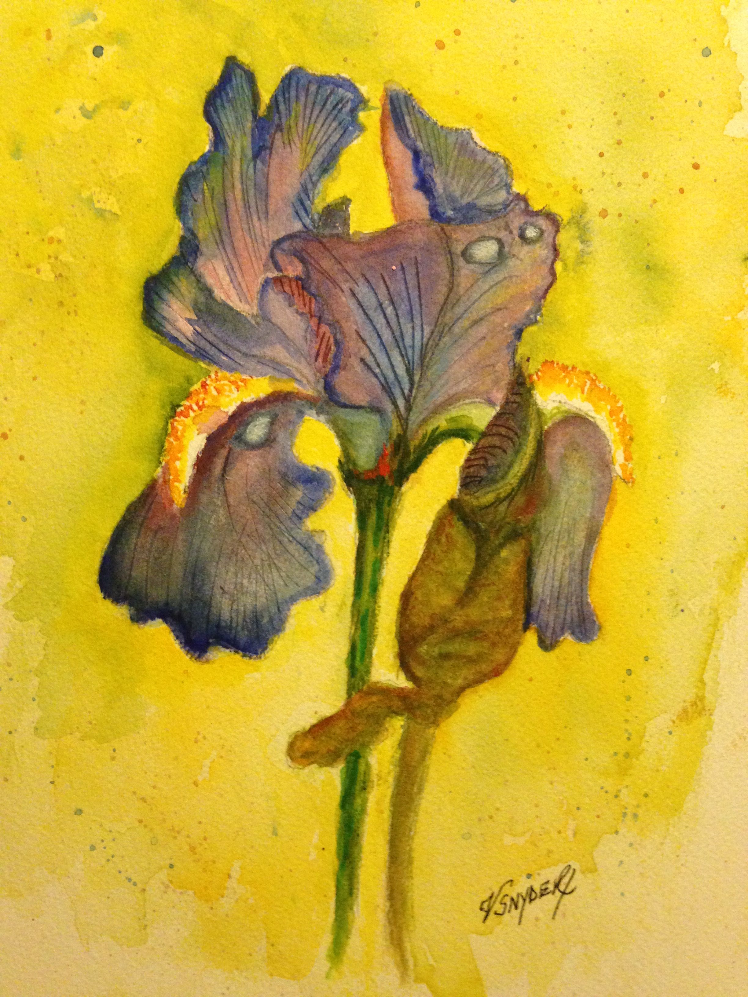 iris watercolor wcpaper 9x12 class by lindsey welreich watercolor