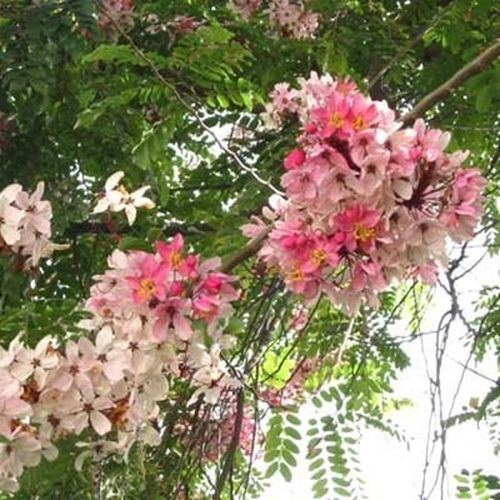 Cia Javanica Seeds Pink White Shower Flowering Tree Fragrant Cia Javanica Seeds Pink Amp White Shower Flowering Tree Fragrant Garden