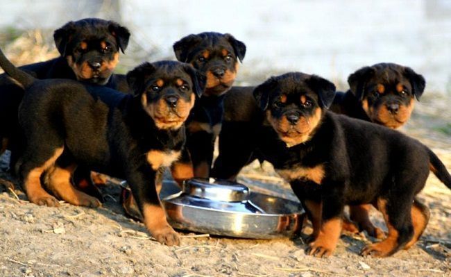 Rottweiler Puppies For Sale In Trivandrum Zoe Fans Blog