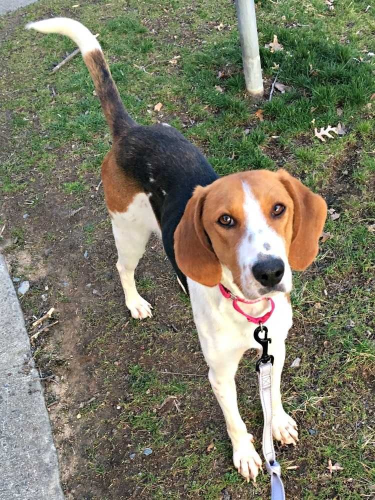 Treeing Walker Coonhound Dog For Adoption In Durham Nc Adn