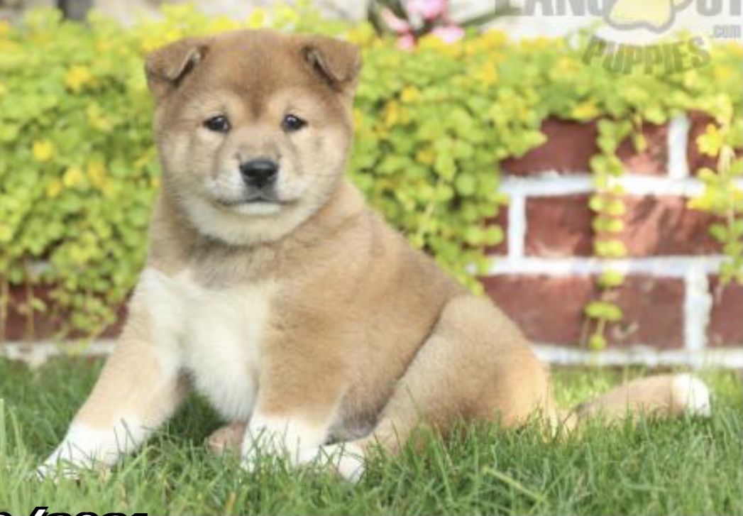 "My Shiba Inu puppy was even more beautiful than I expected. I have to admit I was skeptical at first. I have to say I put a lot of trust in traveling to PA from SC to pick up my puppy. They took wonderful care of my puppy and he is as healthy as can be! I highly recommend Lancaster Puppies!" ❤️ • #TestimonyTuesday #LancasterPuppies www.LancasterPuppies.com Dog Breeder, Breeders, Lancaster Puppies, Buckeye, Akc, Shiba Inu, Puppies For Sale, Husky, Corgi