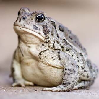 You can't help loving a toad! You can't help loving a toad!