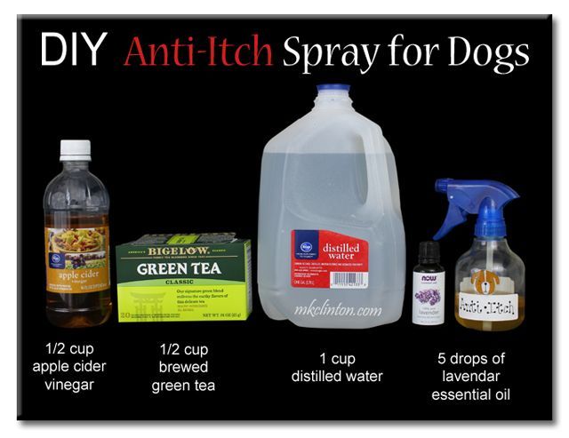 diy rememdies for itch relief for dogs acv diy rememdies for itch relief for dogs acv