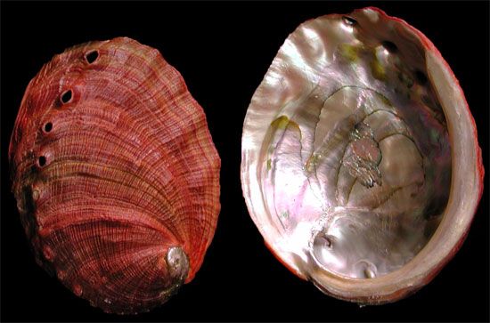 Natural Red Abalone Half Shells~3/"~Seashell Craft Supply~ 3 Shells