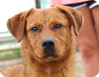 Stamford Ct Golden Retriever Mix Meet Caiden A Dog For