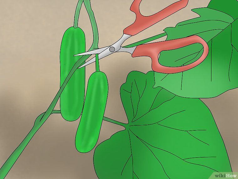 Grow Cucumbers in Pots Growing tomatoes in containers