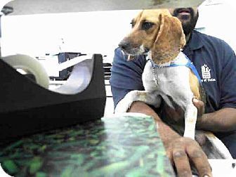 Texas Urgent Honey Id A814766 Is A Young Beagle Mix In Need Of
