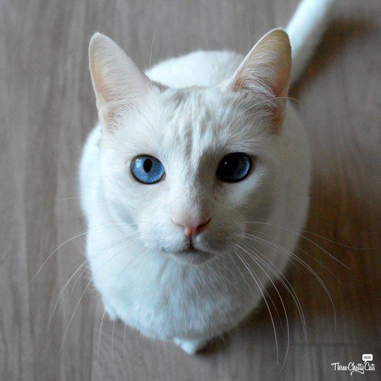 Chatty Cats: Lizards, Spaceships and More (With images ...
White Cat With Dark Blue Eyes