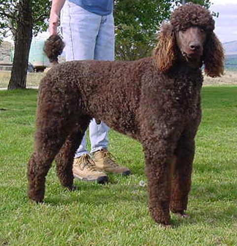 Brown Chocolate Standard Poodle Puppies And Poodles For Sale