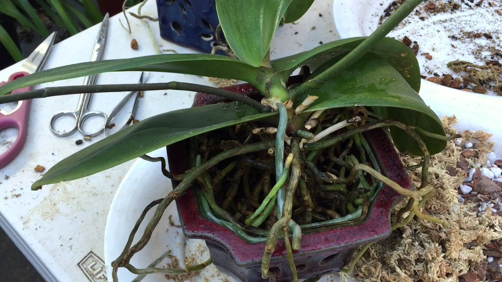 HELP! ORCHID STUCK IN THE POT: HOW TO REPOT PHALAENOPSIS ORCHID WITH TO