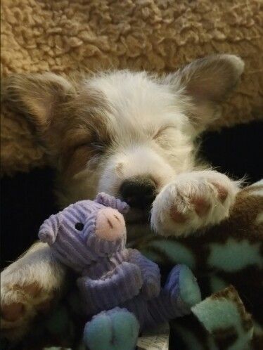 Rough Coat Jack Russell Terrier Henri And His Pet Pig With