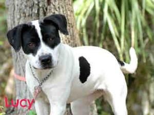 Petfinder Adoptable Dog Pointer Sarasota Fl Lucy Pet