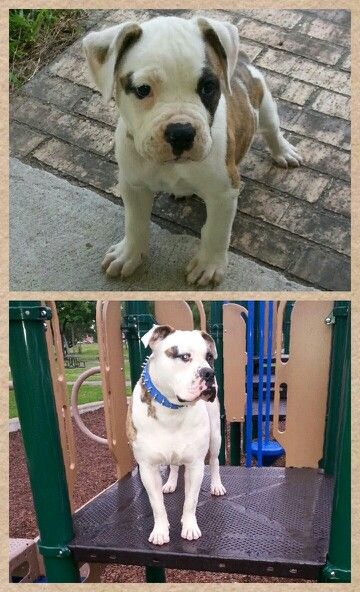 Bruno Growing Up American Bulldog Animals Dogs Pitbulls