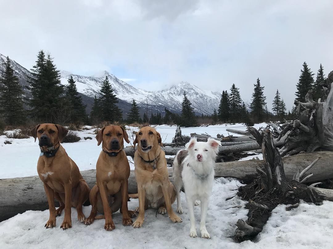 Just Chillin With Our Homies Eagleriverak Dogsofinstagram