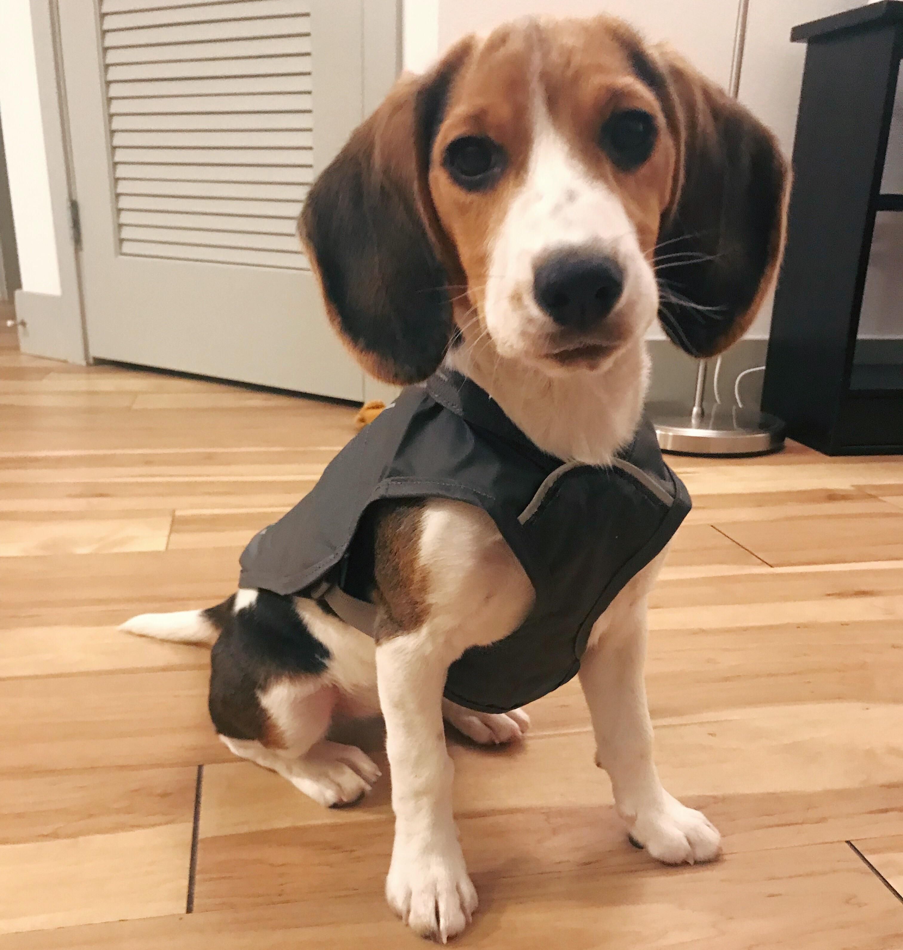 A Rain Jacket Has Been Acquired And Shes Ready For Her First Fall