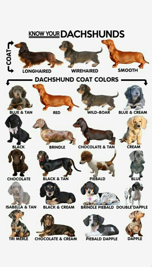 Dachshunds Dachshund Puppies Dachshund Breed Dachshund dachshunds-dachshund-puppies-dachshund-breed-dachshund