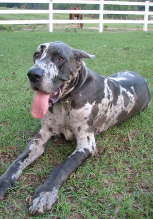 Merle Great Dane Great Dane Great Dane Dogs Merle Great Danes